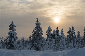 Snow-covered spruces