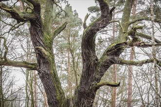 Old English oak (Quercus robur)