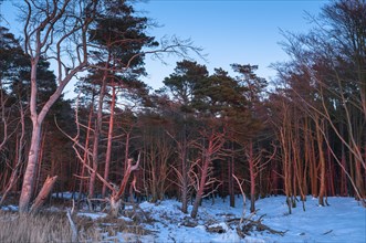 Darsswald wood in winter