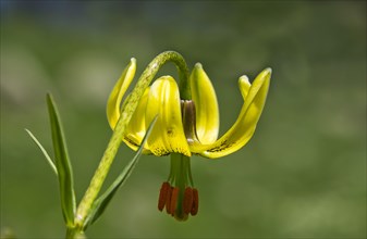 Endemic Pyrenean Lily (Lilium pyrenaicum)