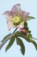 Hellebore (Helleborus orientalis hybrid)