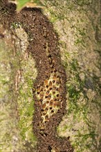 Rhinotermitidae termites (Rhinotermitidae)