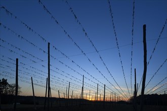 Silhouette of hop poles at dusk