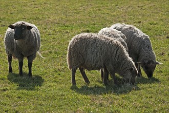 Black-faced sheep on pasture