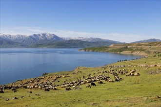 Flock of sheep at Lake Van or Van Golu near Tatvan