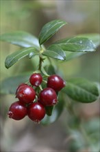 Lingonberries or Cowberries (Vaccinium vitis-idaea)