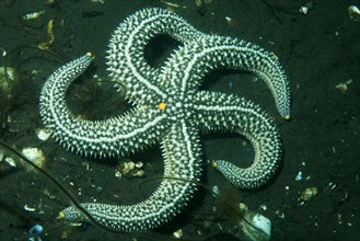 Distolasterias nippon starfish