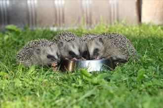 Hedgehog (Erinaceus europaeus)