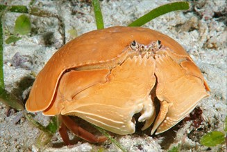 Smooth Crab (Calappa calappa)