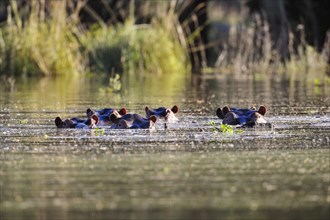 Hippopotamus (Hippopotamus amphibicus) group in water