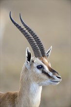Thomson's gazelle (Eudorcas thomsoni)