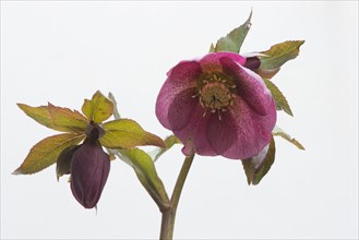 Lenten rose (Helleborus orientalis hybrids)