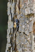 Alpine Dark Bush-cricket (Pholidoptera aptera)