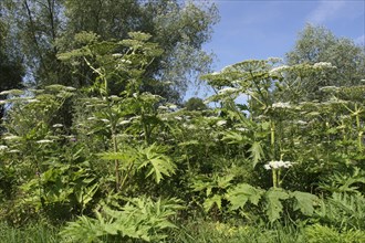 Giant Hogweed (Heracleum mantegazzianum