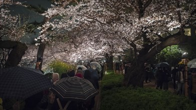 Tourists and Japanese under blossoming cherry foams at night