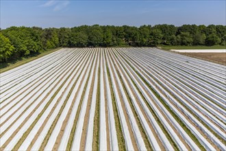 Asparagus field