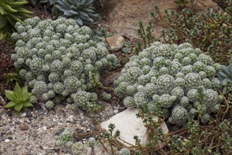 Mammillaria gracilis cactus