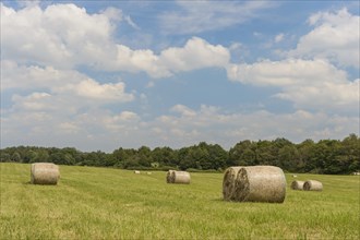 Round straw bales in a meadow