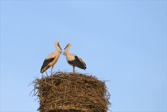 Two young white storks (Ciconia ciconia) on the nest