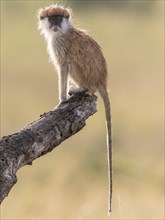 Patas Monkey (Erythrocebus patas)