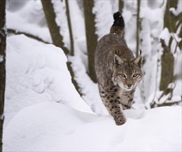 Northern Lynx (Lynx lynx) walking through snow