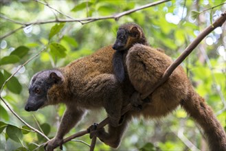 Common Brown Lemur (Eulemur fulvus) with young on its back