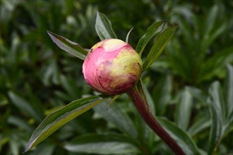 Bud of a pink peony (Paeonia)