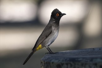 African red-eyed bulbul (Pycnonotus nigricans)