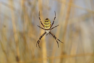 Wasp Spider or Orb-weaving Spider (Argiope bruennichi) on a spider's web