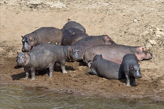 Hippos (Hippopotamus amphibius)