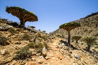 Socotra Dragon Trees or Dragon Blood Trees (Dracaena cinnabari)