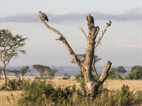 White-backed Vulture (Gyps africanus) and Lappet-faced Vulture (Torgos tracheliotus) sitting on a dead tree