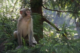 Rhesus Monkeys (Macaca mulatta) in the mountains of Zhangjiajie