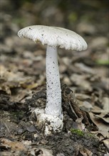 Volvariella mushroom (Volvariella spec.) with the typical volva at the stem base
