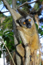 Common brown lemur (Eulemur fulvus mayottensis)