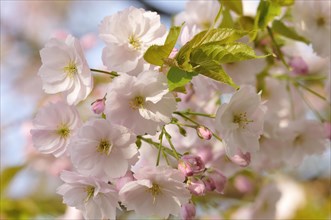 Flowering Japanese cherry (Prunus serrulata)