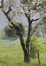 European mistletoe (Viscum album)