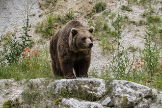 Brown bear (Ursus arctos) stands on rocks