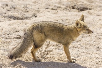 Andean Fox or Culpeo (Lycalopex culpaeus)