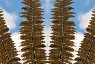 Giant tree fern fronds