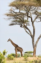 Giraffe (Giraffa camelopardalis)