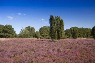 Countryside with flowering Heather (Calluna vulgaris) and Juniper