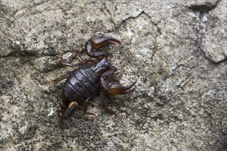 Small Wood Scorpion species (Euscorpius germanus)