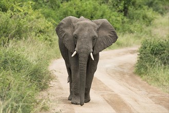 African Elephant (Loxodonta africana) walking along a track