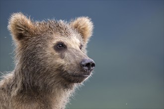 Brown bear (Ursus arctos) young