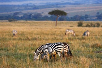 Plains Zebras (Equus guagga)