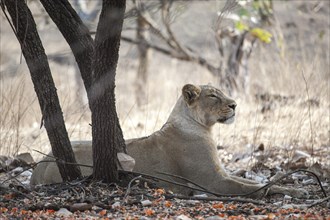 Asiatic lion (Panthera leo persica) resting under a tree