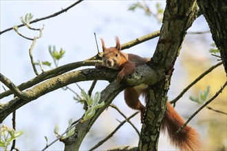 Red Squirrel (Sciurus vulgaris) climbing a tree