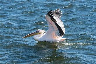 White Pelican (Pelecanus onocrotalus) in Walvis Bay