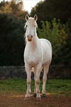 Appaloosa mix